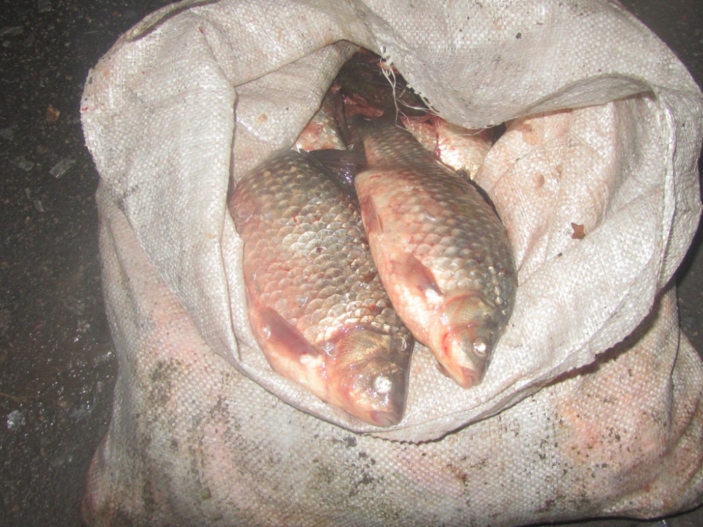 В Приморье не дали совершиться нелегальному сбыту рыбы
