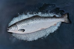Лососевая рыбалка на Камчатке начнется 5 июня