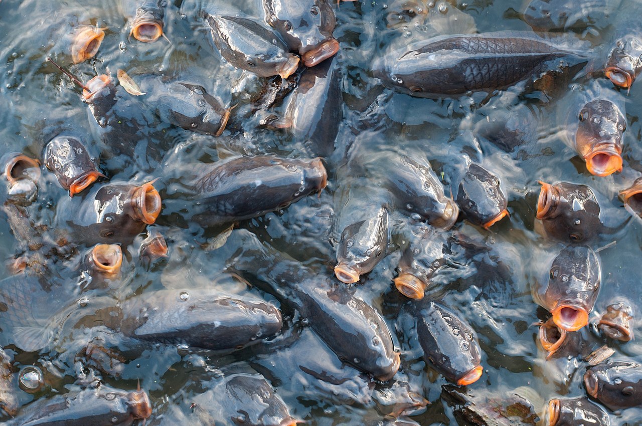 Ролик о добыче главной рыбы России — минтая — набирает популярность в сети