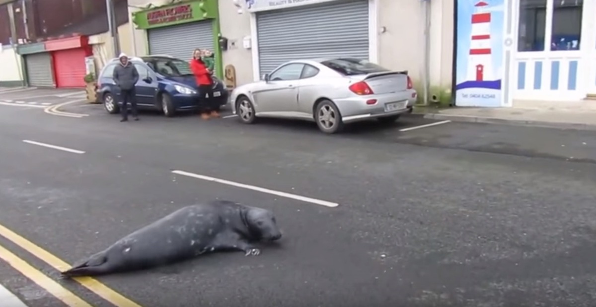 Ирландский тюлень завел привычку ходить по ресторанам. тюлень 
