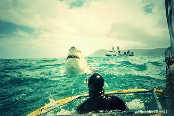 Соревнования по ловле акул ведут к их вымиранию. 14242.jpeg