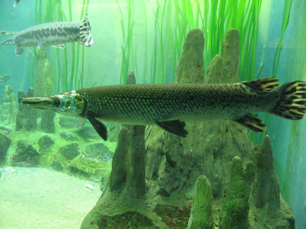 Изучение древней рыбы создаст метод восстановления конечностей у людей.. биологи, рыбы, древняя рыба, щуки, конечности, лечение