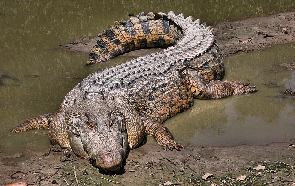 Крокодилы спасут человечество от опасных инфекций. 14820.jpeg