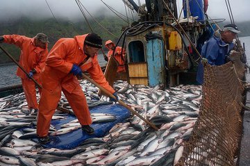 Рыбный промысел признали вредным вслед за учеными