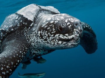 На 44 градусе северной широты поймали морскую черепаху