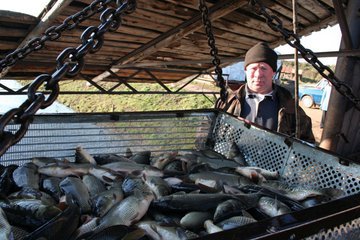 В Удмуртии намерены повышать потребление "местной" товарной рыбы