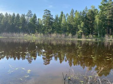 В Брянской области объяснили причины массовой гибели рыбы в водоемах