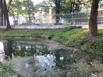 Петербуржцы пожаловались на гибель уток в прудах Таврического сада